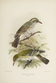 Mimeta Sagittaxta (Oriole) Australian - Mathews