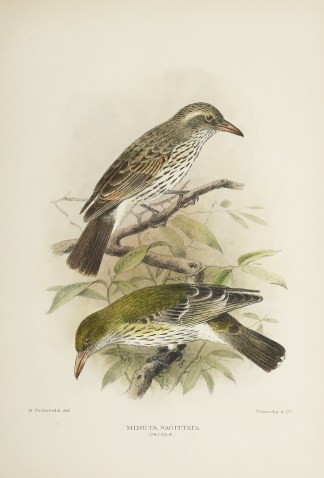 Mimeta Sagittaxta (Oriole) Australian