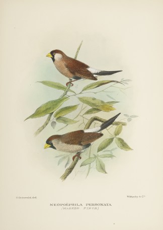 Neopoephila personata. (Masked Finch) Australian