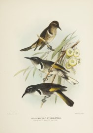 Phylidonyris Pyrrhoptera (Crescent Honey-eater.) Australian - Mathews