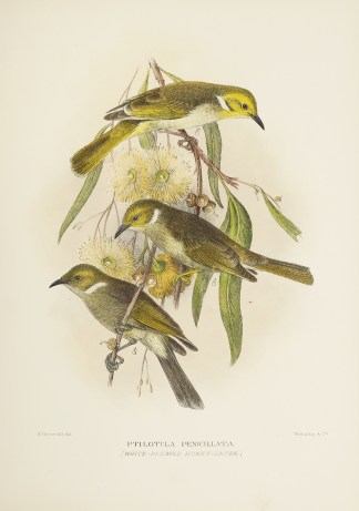 Ptilotula Pencillata (White-plumed Honey… Australian