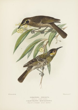 Dorothina Frenata (Bridled Honey-eater) Australian
