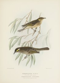 Paraptilotis fusca (Fuscous Honey-eater) / Parapti… Australian - Mathews