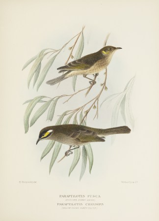Paraptilotis fusca (Fuscous Honey-eater)… Australian
