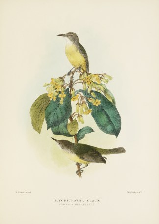 Glychichaera claudi (Green Honey-eater) Australian