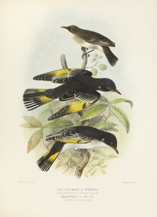 Lacustroica Whitei (Inconspicuous Honey-… Australian