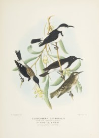 Cissomela Pectoralis (Banded Honey-eater) / Sugome… Australian - Mathews