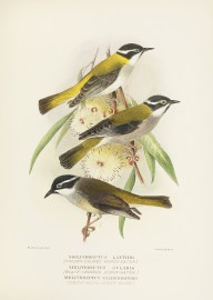 BLACK HEADED & STRIPED HONEYEATER Australian - Mathews