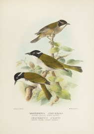 Melithreptus Atricapillus (Brown-Headed Honey-Eate… Australian - Mathews