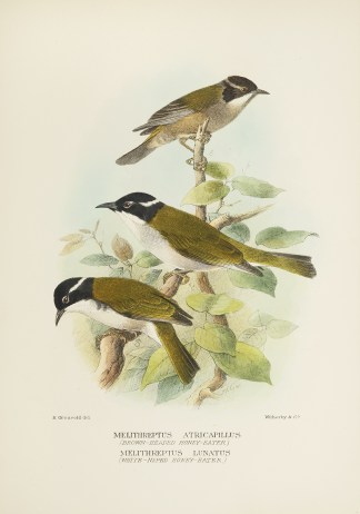 Melithreptus Atricapillus (Brown-Headed … Australian