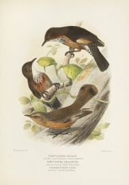 Whitlocka Wellsi (Allied Black-tailed Treecreeper)… Australian - Mathews