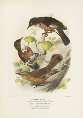 Whitlocka Wellsi (Allied Black-tailed Tr… Australian