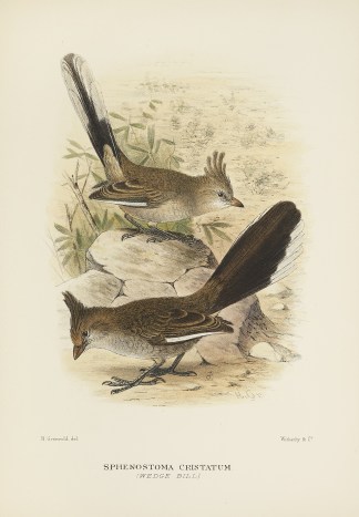 Sphenostoma Cristatum. Wedge Bill. Australian