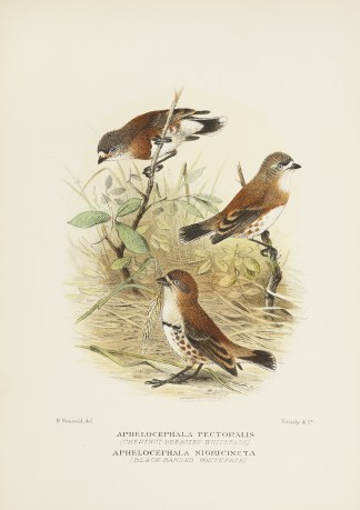 Aphelocephala Pectoralis (Chestnut-breas… Australian