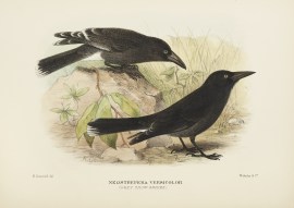 Neostrepera Versicolor. (Grey Crow-Shrike). Australian - Mathews