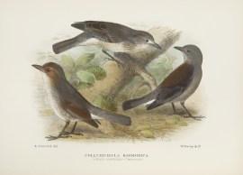 Colluricincla harmonica. (Grey Shrike-thrush). Australian - Mathews