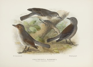 Colluricincla harmonica. (Grey Shrike-th… Australian