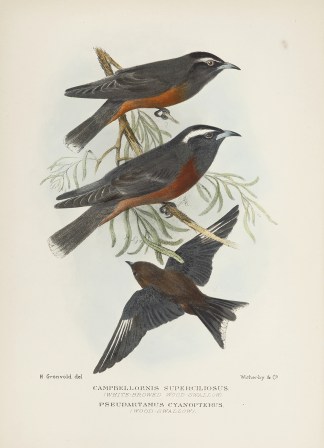 WHITE BROWED & WHITE BREASTED WOODSW… Australian