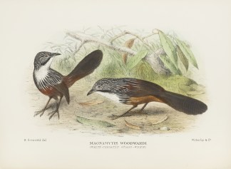 Magnamytis woodwardi. (White-throated Gr… Australian