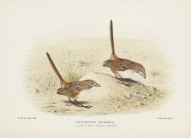 Eyramytis Goyderi (Lake Eyre Grass-Wren)
