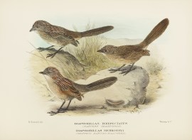 Diaphorillas inexpectatus. (Eastern Grass-wren). Diaphorillas merrotsyi. (Chestnut Mantled Grsdd-wren