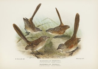 Diaphorillas modestus (Thick-billed Gras… Australian