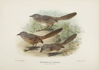 Diaphorillas textilis. (Grass Wren). Australian