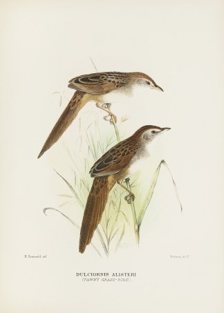 Dulciornis alisterie. (Tawny grass-bird)… Australian