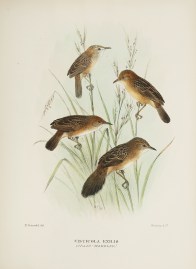 Cisticola exilis (Grass-warbler) Australian - Mathews