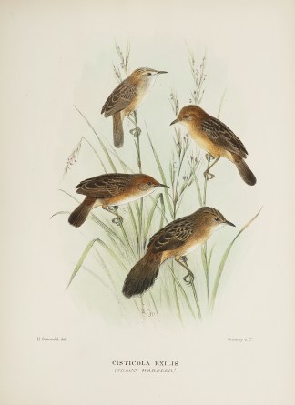 Cisticola exilis (Grass-warbler) Australian