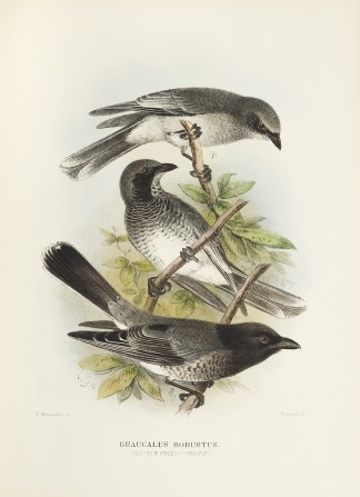 Graucalus robustus. (Little Cuckoo-shrik… Australian