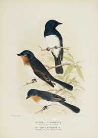 Myiagra cyanoleuca. (Satin Fly-catcher). Myiagra R… Australian - Mathews