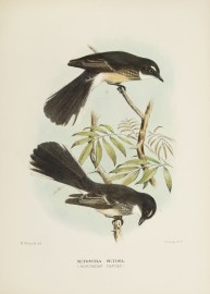 Setosura Setosa. (Northern Fantail.) Australian - Mathews
