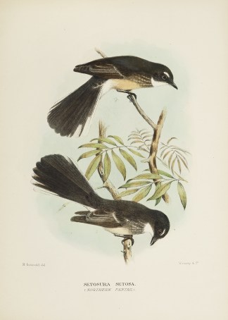 Setosura Setosa. (Northern Fantail.) Australian