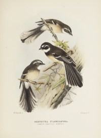 Rhipidura Flabellifera. (White-shafted Fantail). Australian - Mathews