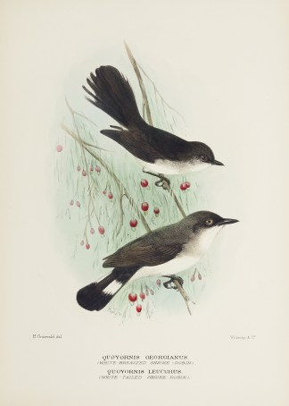 Quoyornis Georgianus. (White-breasted Sh… Australian