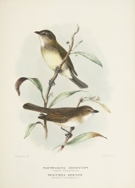 Mattingleya Griseiceps. (Grey Thickhead) Muscitrea… Australian - Mathews