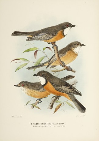 Lewinornis rufiventris. (Rufuous-breaste… Australian