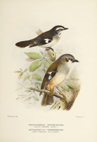 Poecilodryas superciliosa. (White-browed… Australian