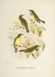 Pseudogerygone personata (Black-throated Fly-eater… Australian - Mathews