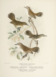 Ethelornis mastersi (Gulf Fly-Eater)  Ethelornis c… Australian