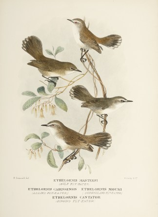 Ethelornis mastersi (Gulf Fly-Eater)  Et… Australian