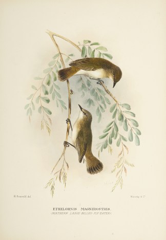 Ehelornis magnirostris. (Northern Large-… Australian