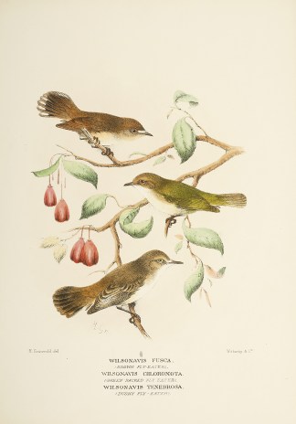 Wilsonavis fusca. (Brown Fly-eater). Wil… Australian