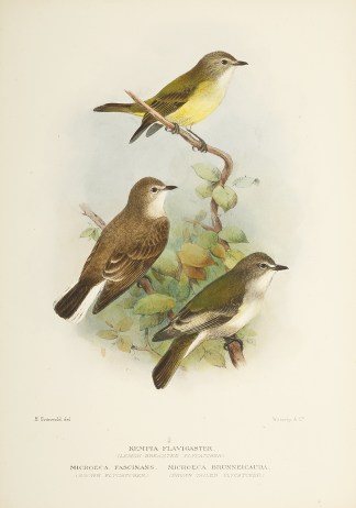 Kempia Flavigaster. (Lemon-breasted flyc… Australian