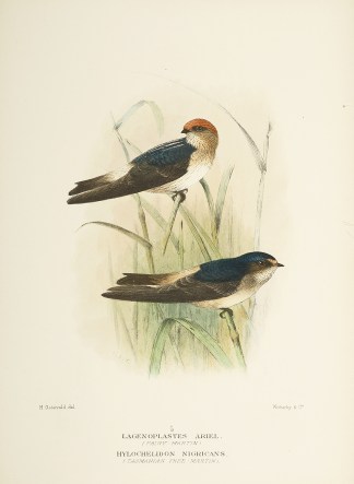 Lagenoplastes ariel. (Fairy Martin) Hylo… Australian