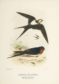 Cheramoeca leucosternum. (Western Black-and-white … Australian - Mathews