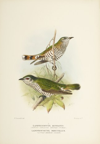 Lamprococcy Russatus (Rufuous Throated B… Australian