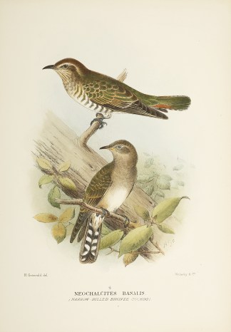 Neochalcites basalis (Narrow Billed Bron… Australian