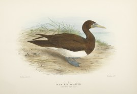 Sula Leucogaster (Brown Gannet). Australian - Mathews